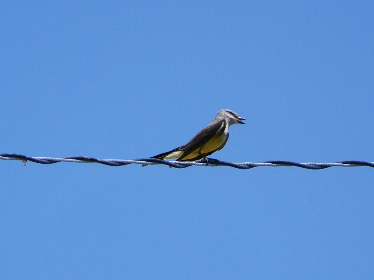 Western Kingbird - ML637852947