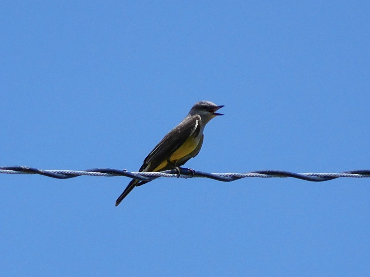 Western Kingbird - ML637852948