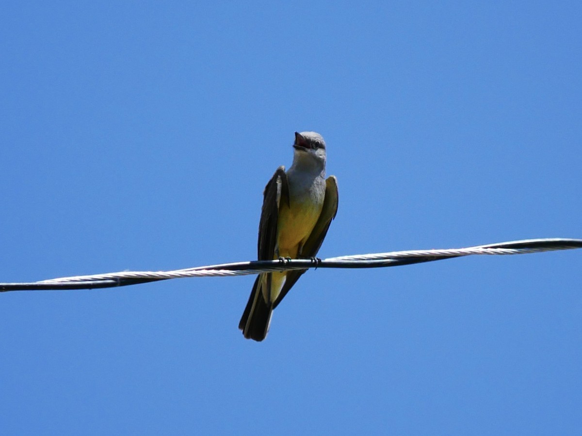 Western Kingbird - ML637852949