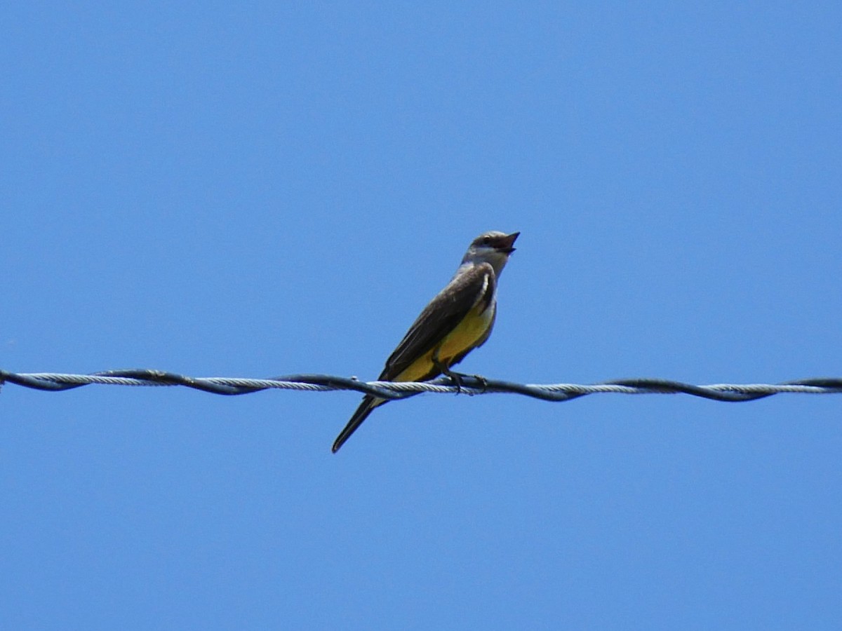 Western Kingbird - ML637852950