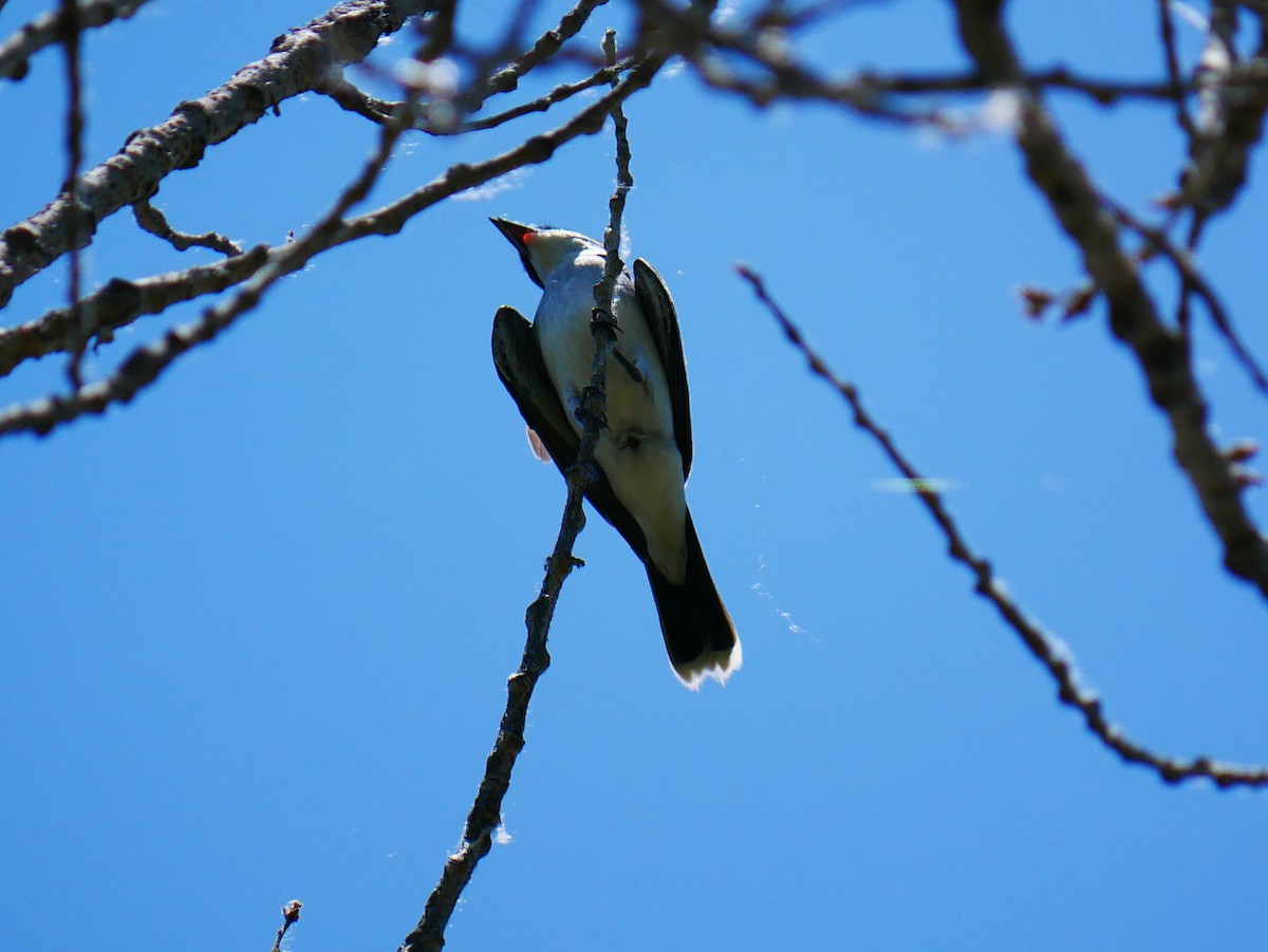Eastern Kingbird - ML637852969