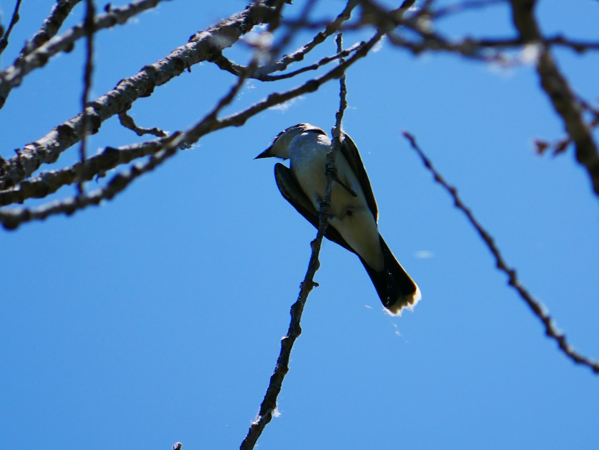 Eastern Kingbird - ML637852970
