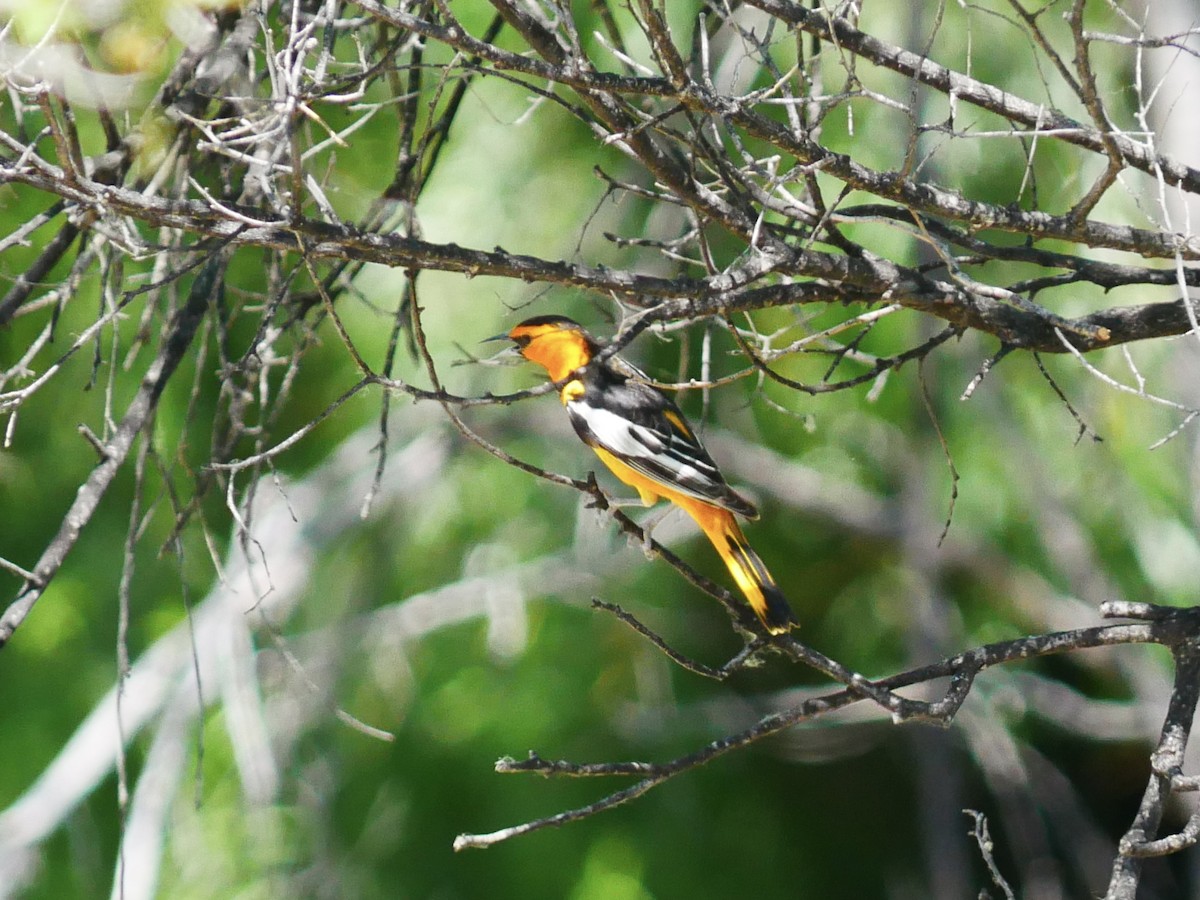 Bullock's Oriole - ML637852980