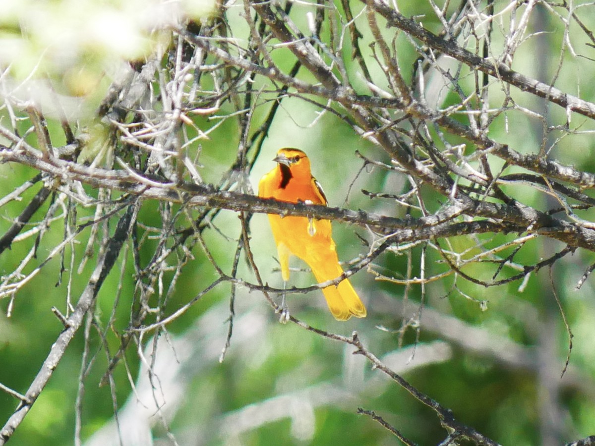 Bullock's Oriole - ML637852981