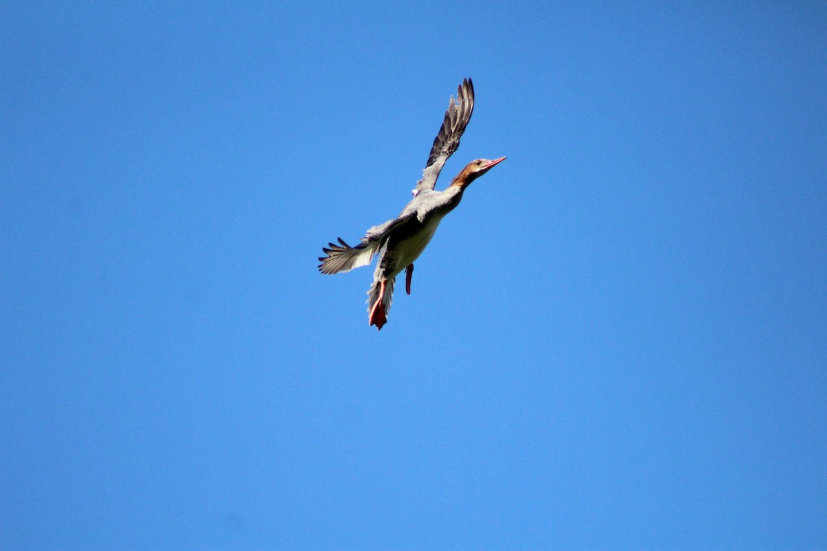 Common Merganser - ML637853041
