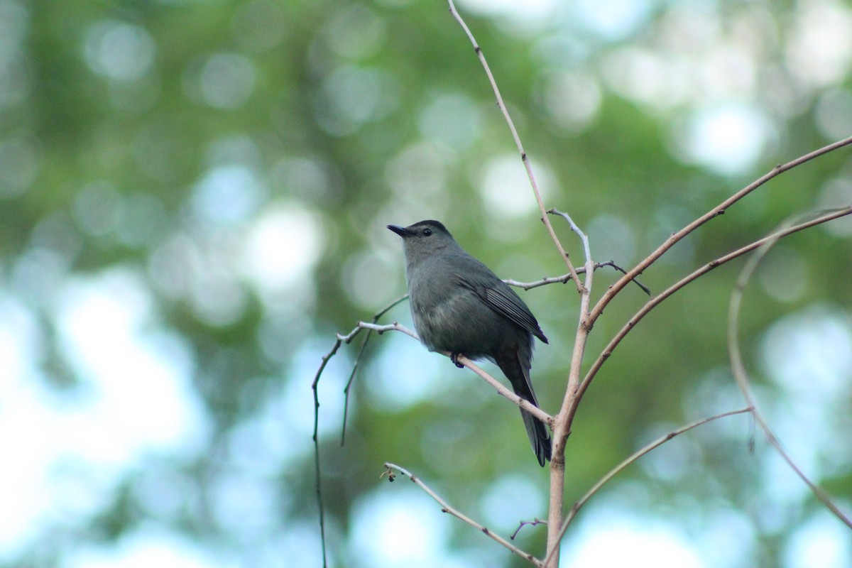 Gray Catbird - ML637853068