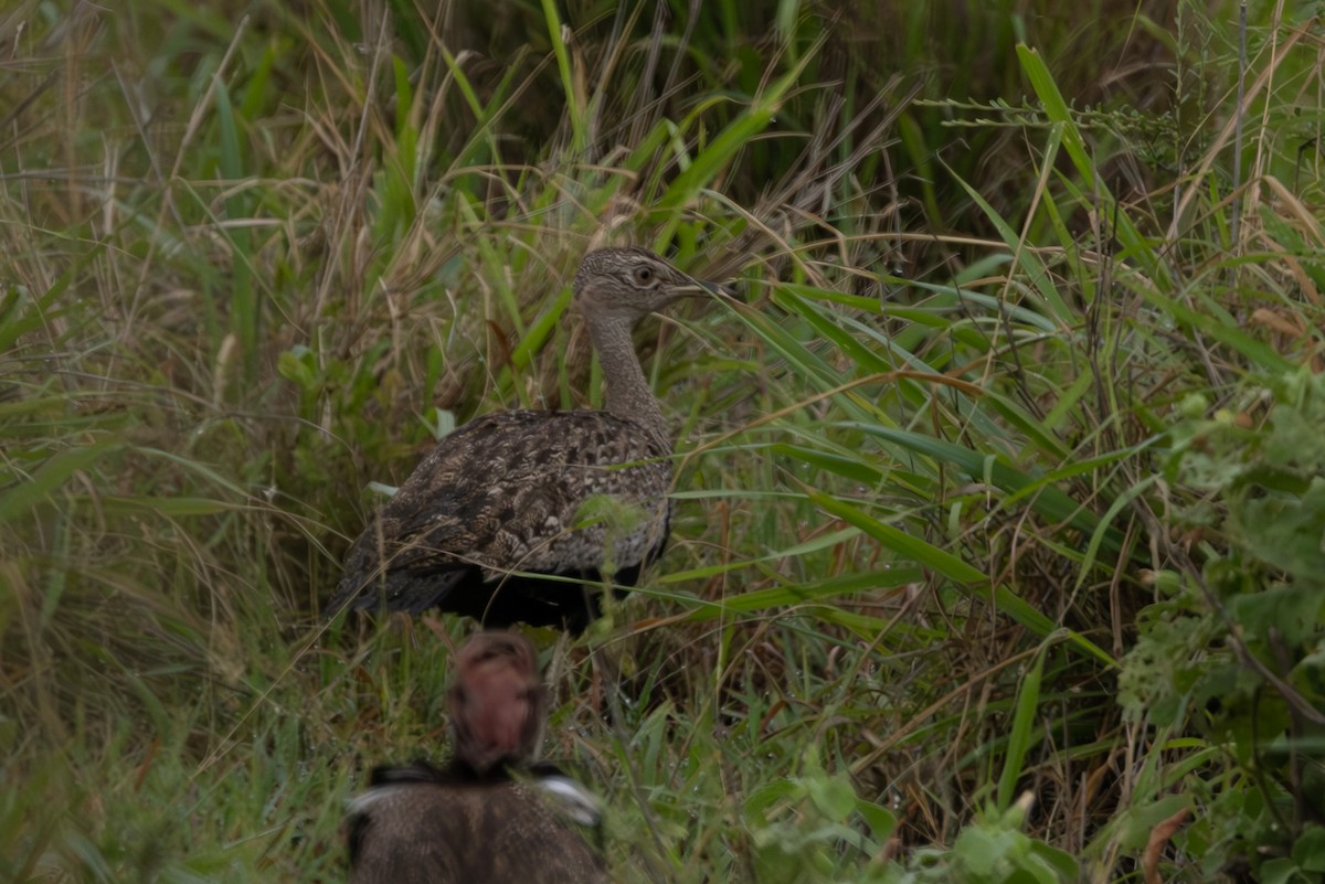 Red-crested Bustard - ML637853106