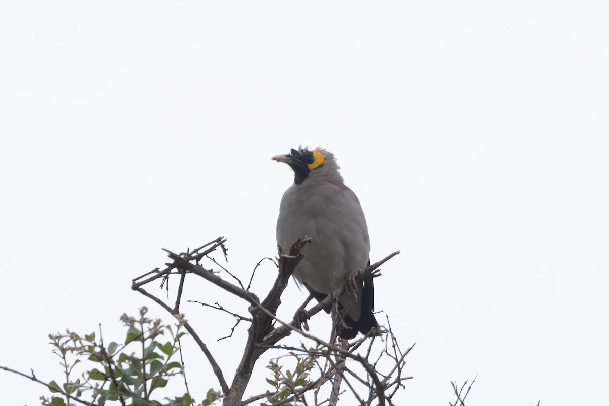 Wattled Starling - ML637853122