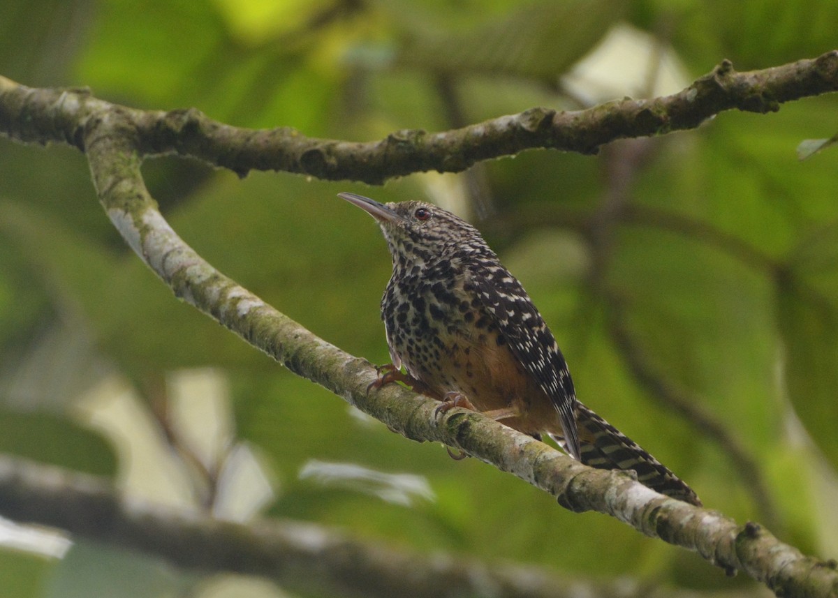 Band-backed Wren - ML637853182
