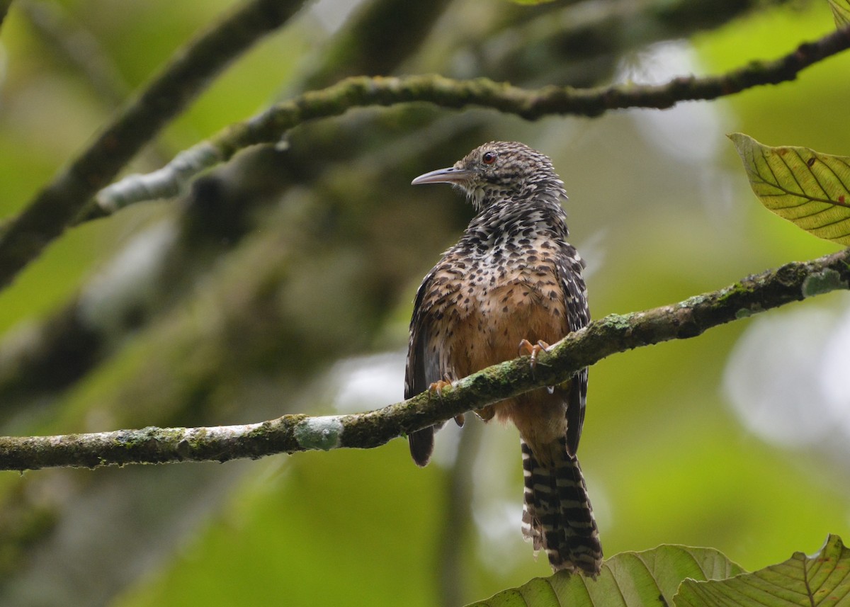 Band-backed Wren - ML637853183