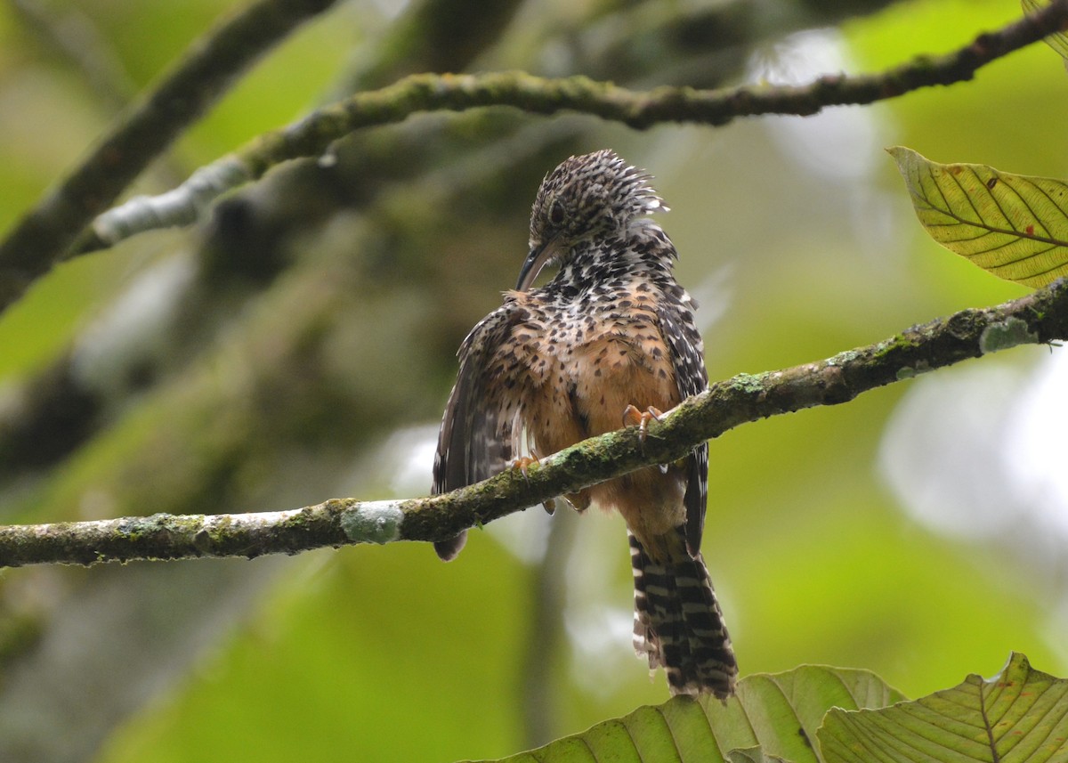 Band-backed Wren - ML637853184