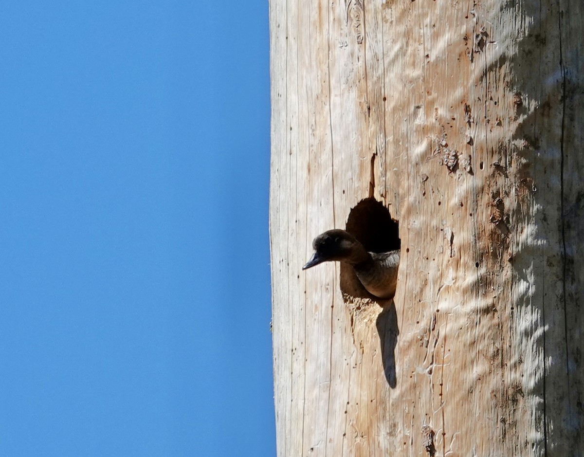 Bufflehead - ML637853201