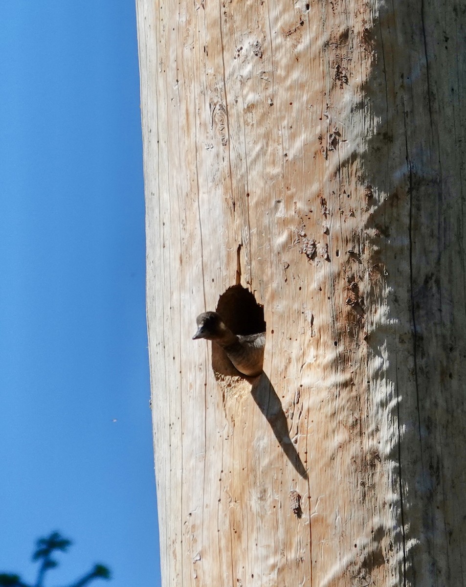 Bufflehead - ML637853202