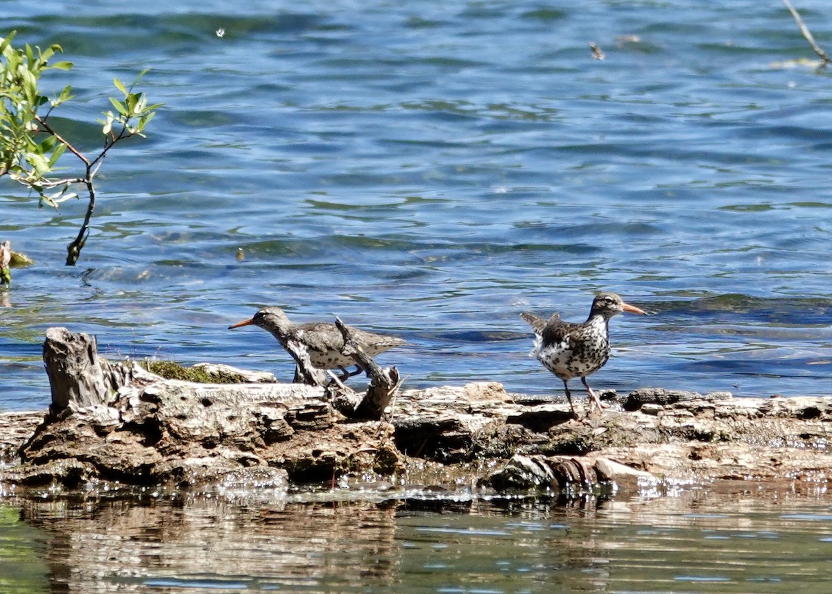 Spotted Sandpiper - ML637853216