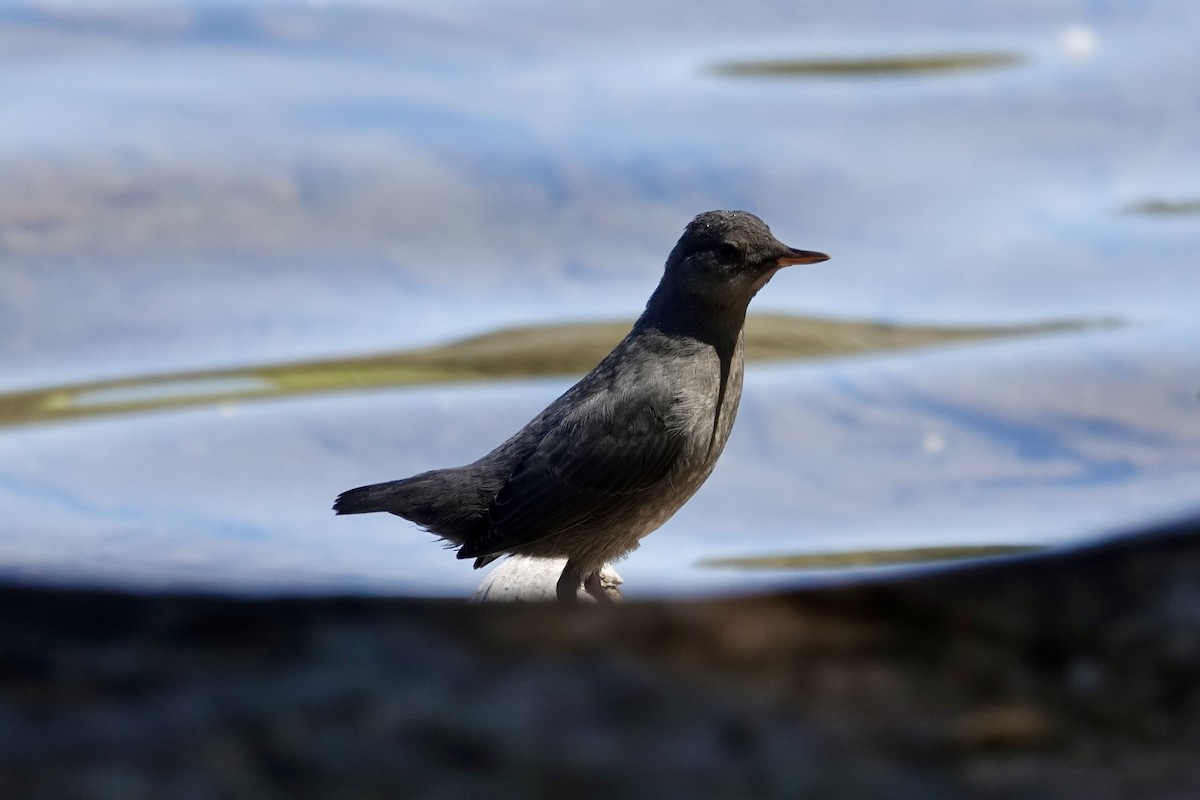 American Dipper - ML637853225