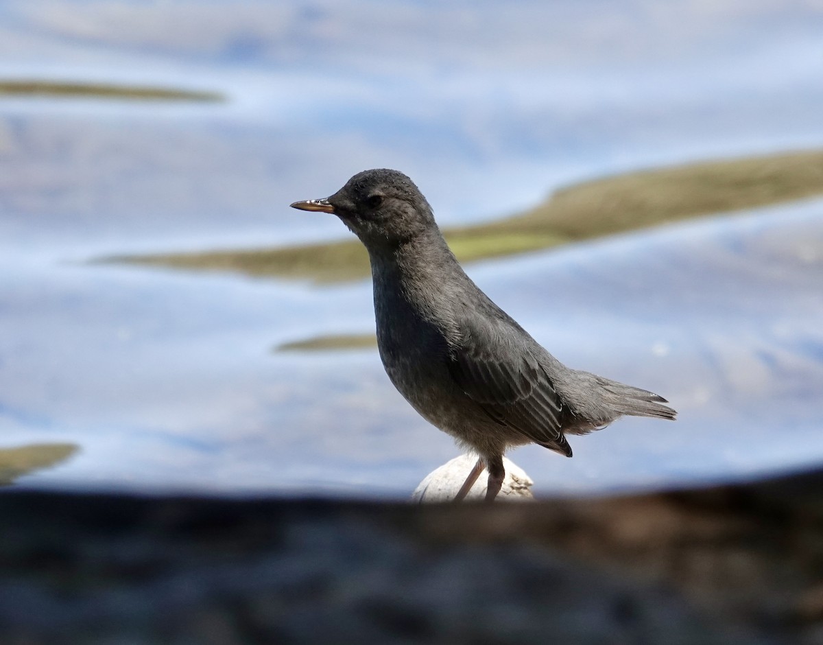 American Dipper - ML637853226