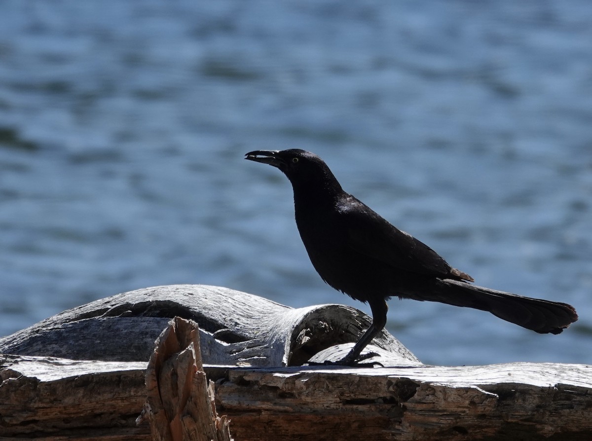 Great-tailed Grackle - ML637853230