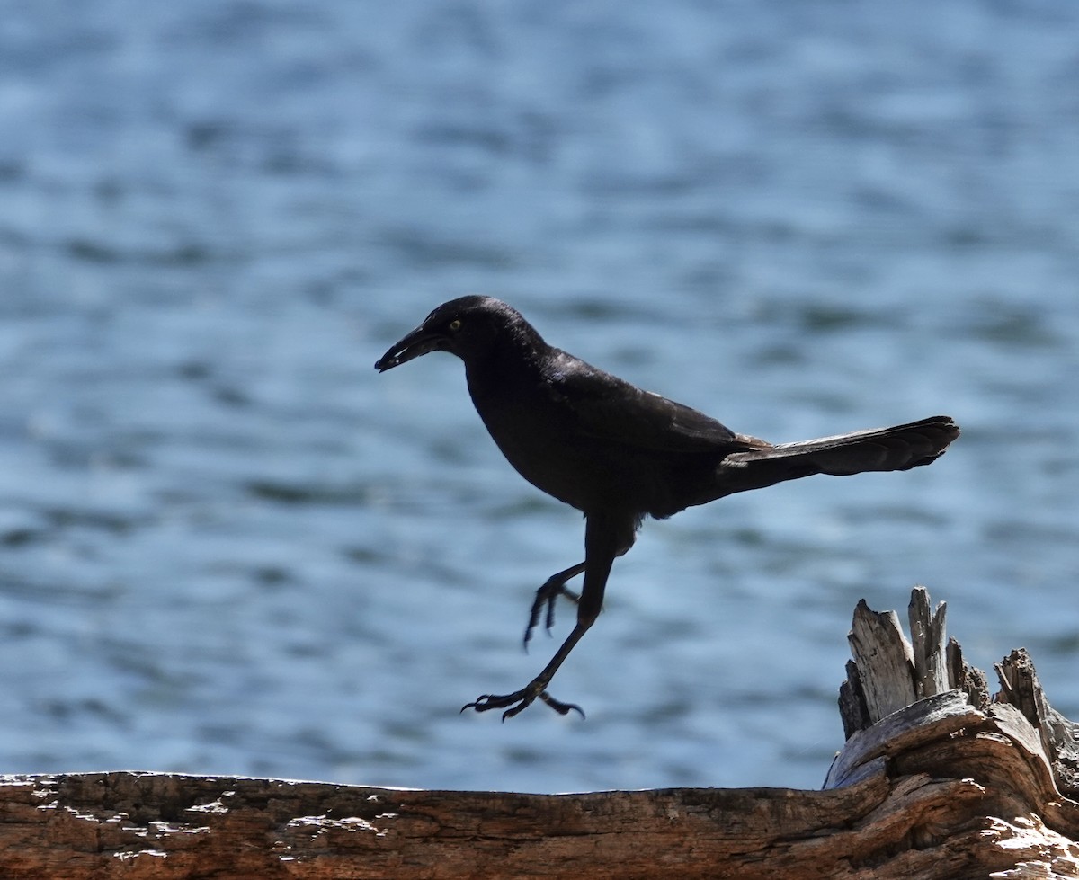 Great-tailed Grackle - ML637853231
