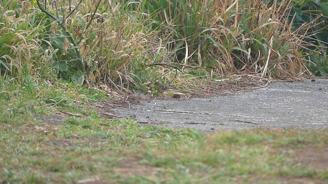 Yellow Bunting - ML637853237