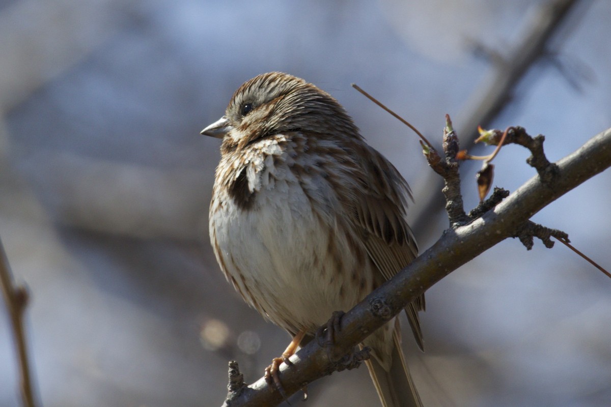 Song Sparrow - ML63785331