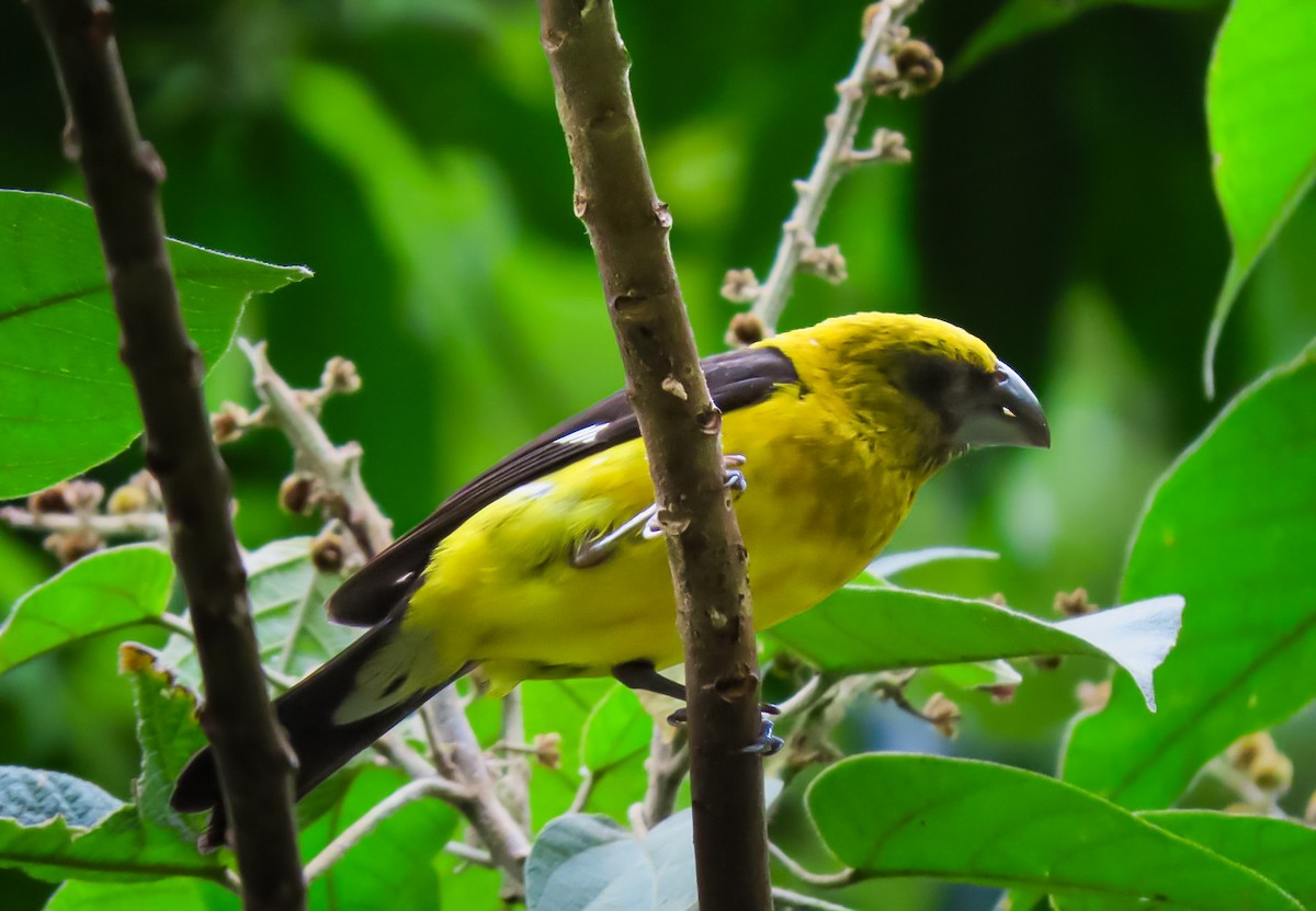 Black-thighed Grosbeak - ML637853318