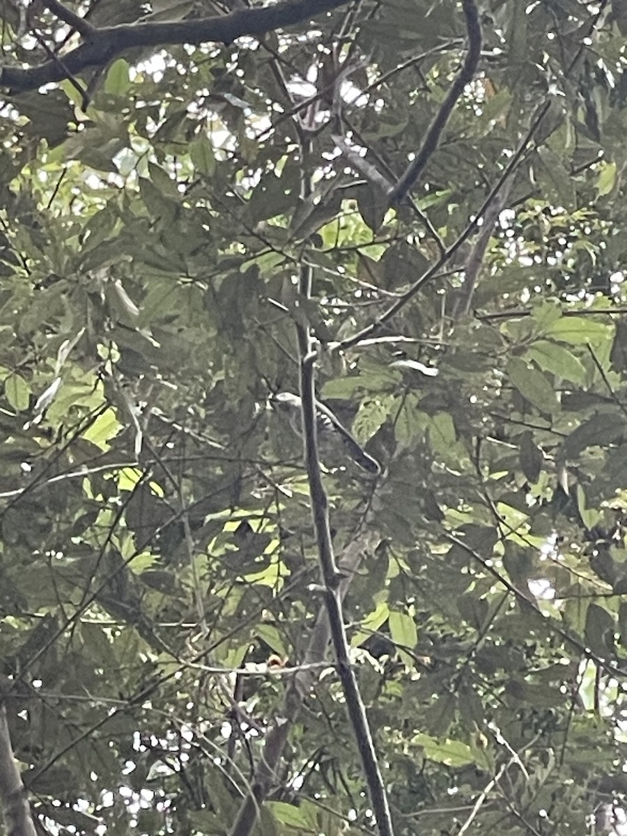 Horsfield's Bronze-Cuckoo - ML637853412