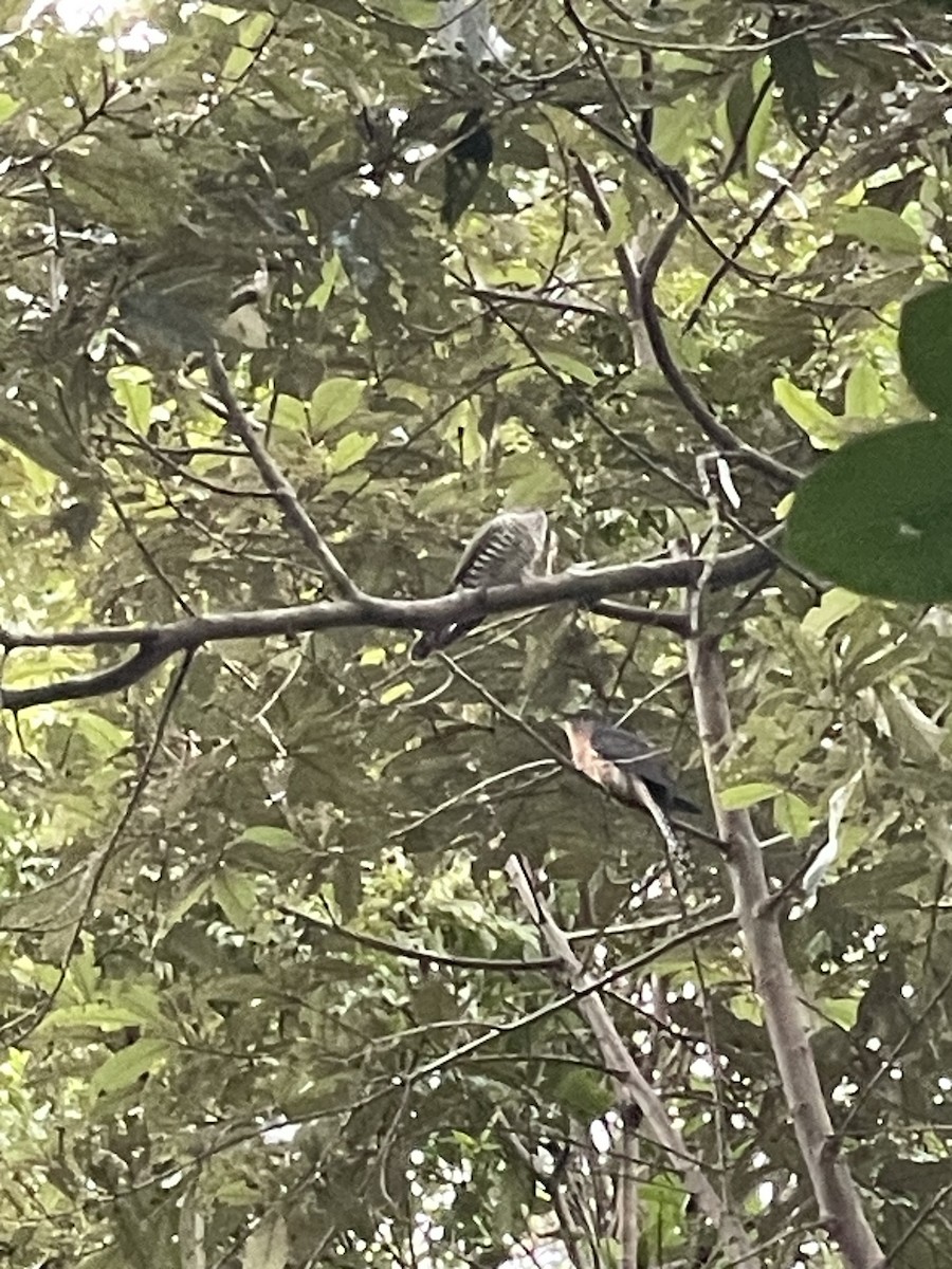 Horsfield's Bronze-Cuckoo - ML637853414