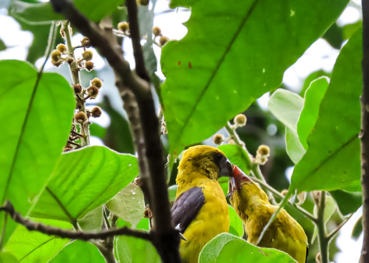 Black-thighed Grosbeak - ML637853492