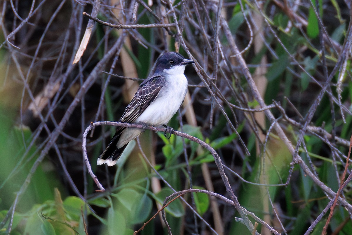 Eastern Kingbird - ML637853535