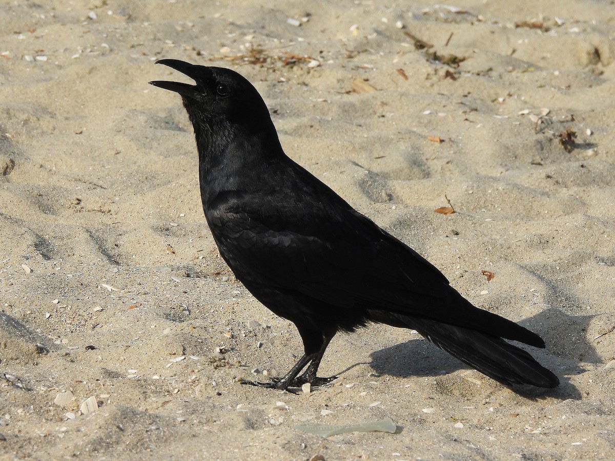 Fish Crow - ML637853536