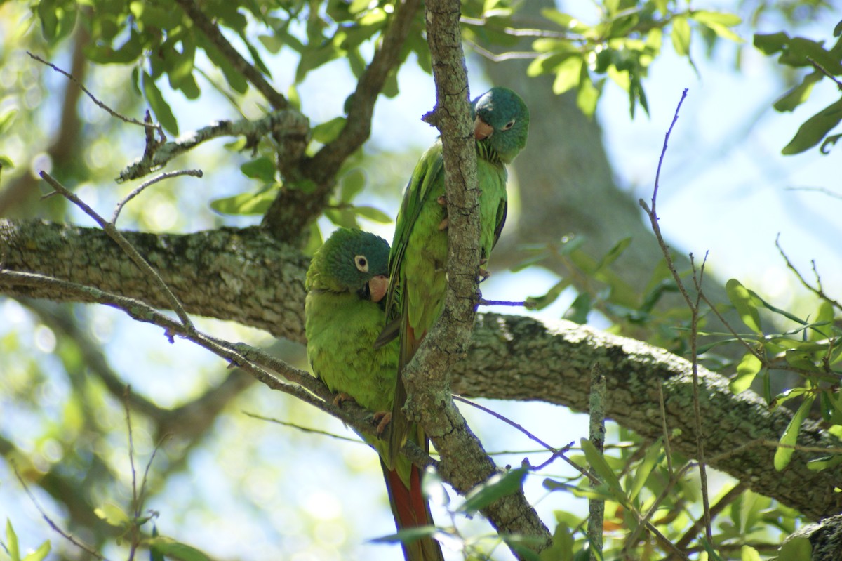 Blue-crowned Parakeet - ML637853537