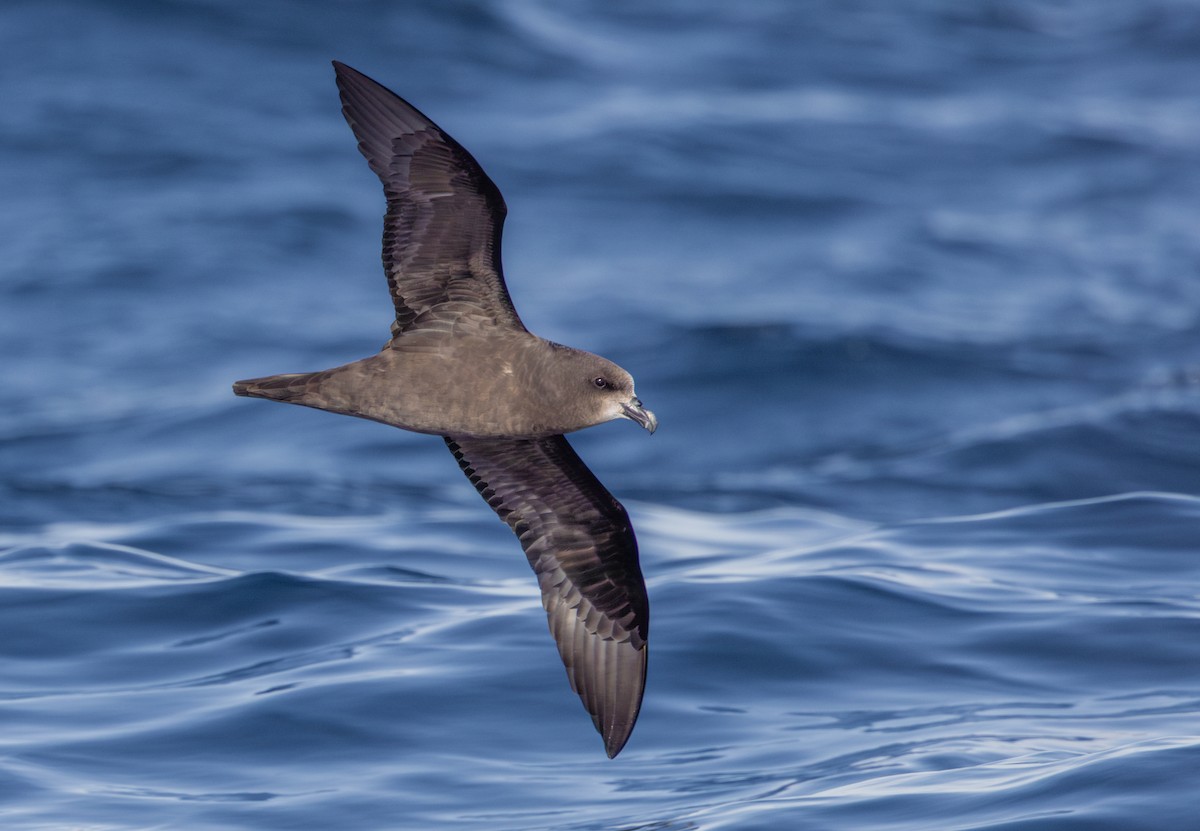 Gray-faced Petrel - ML637853579