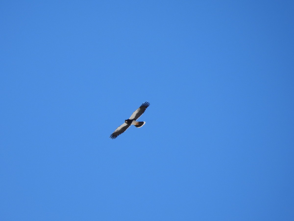 Mountain Caracara - ML637853615