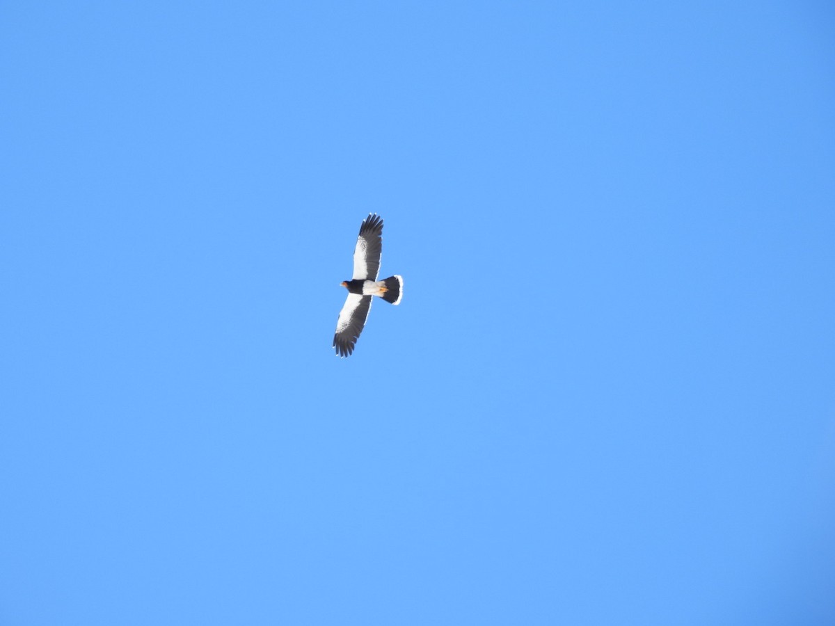 Mountain Caracara - ML637853616