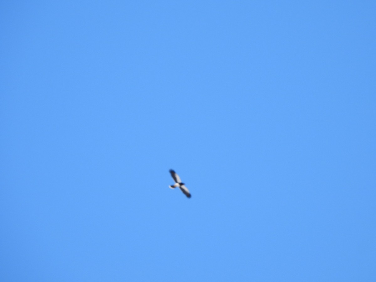 Mountain Caracara - ML637853617