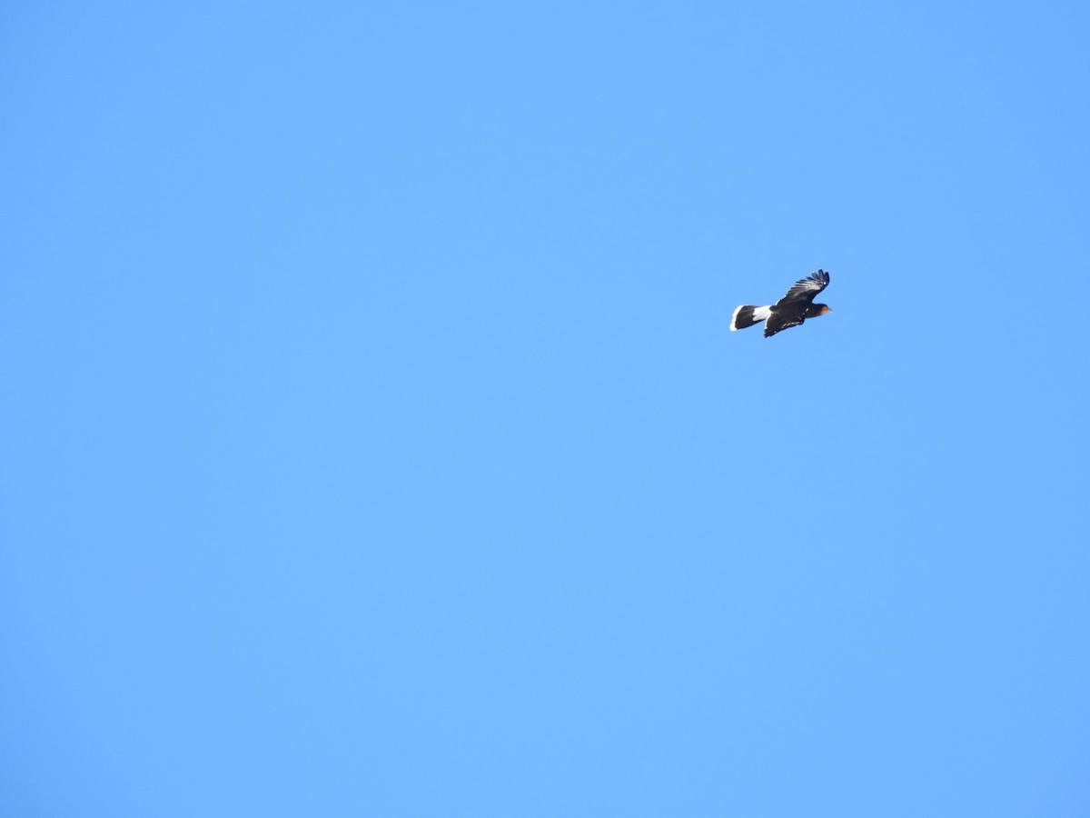 Mountain Caracara - ML637853618