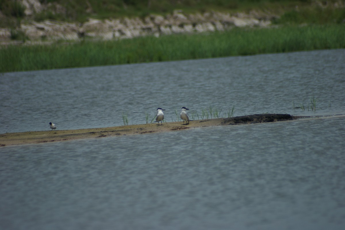 Gull-billed Tern - ML637853687