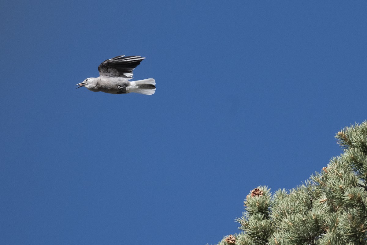 Clark's Nutcracker - ML637853691