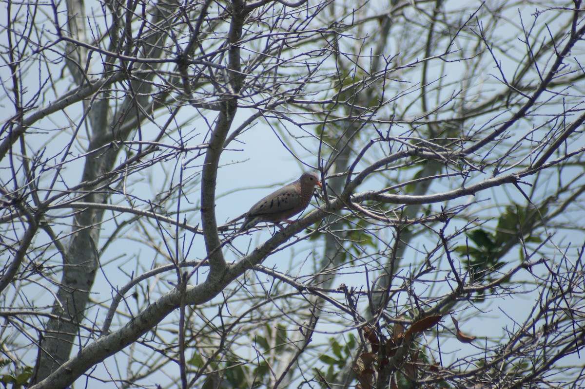 Common Ground Dove - ML637853719