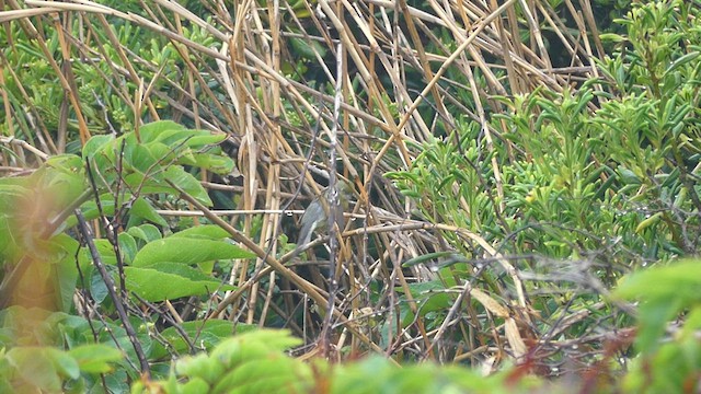 Yellow Bunting - ML637853742