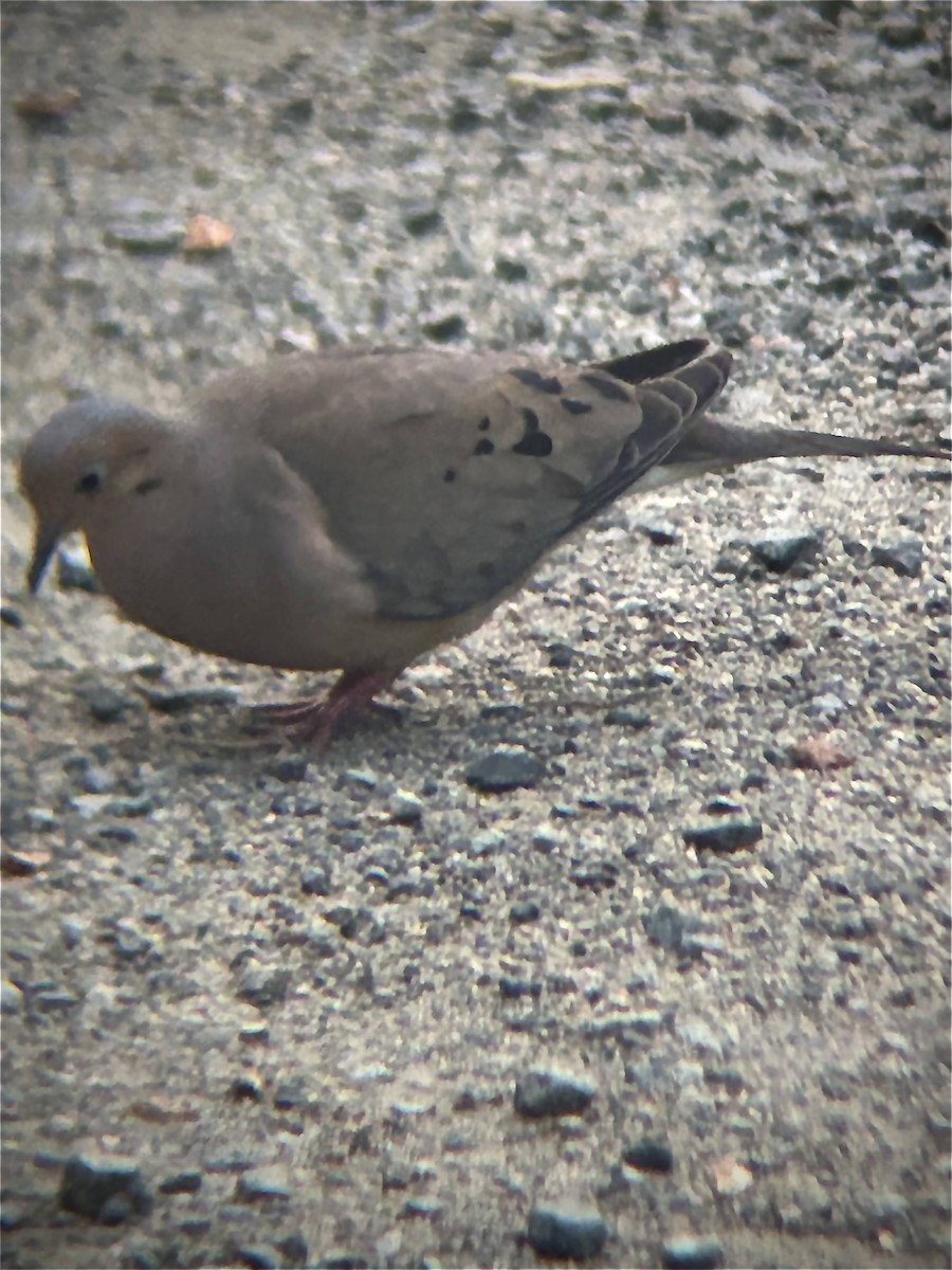 Mourning Dove - ML637853783