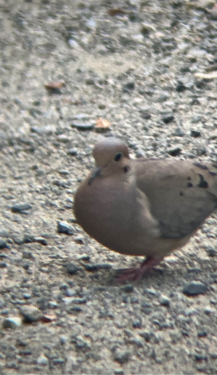 Mourning Dove - ML637853784