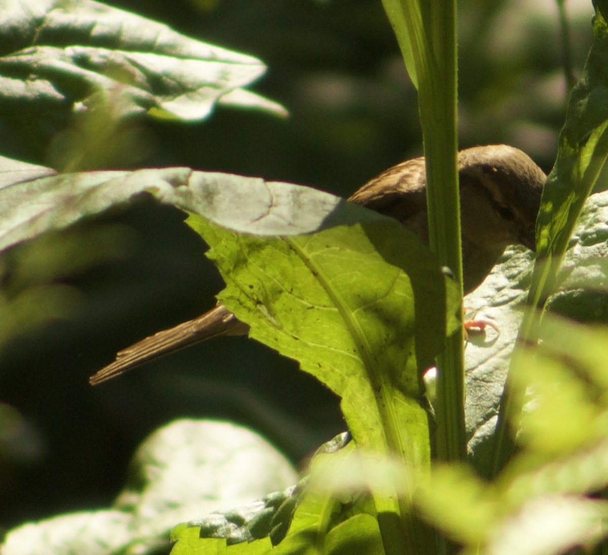 Moineau domestique - ML637853793