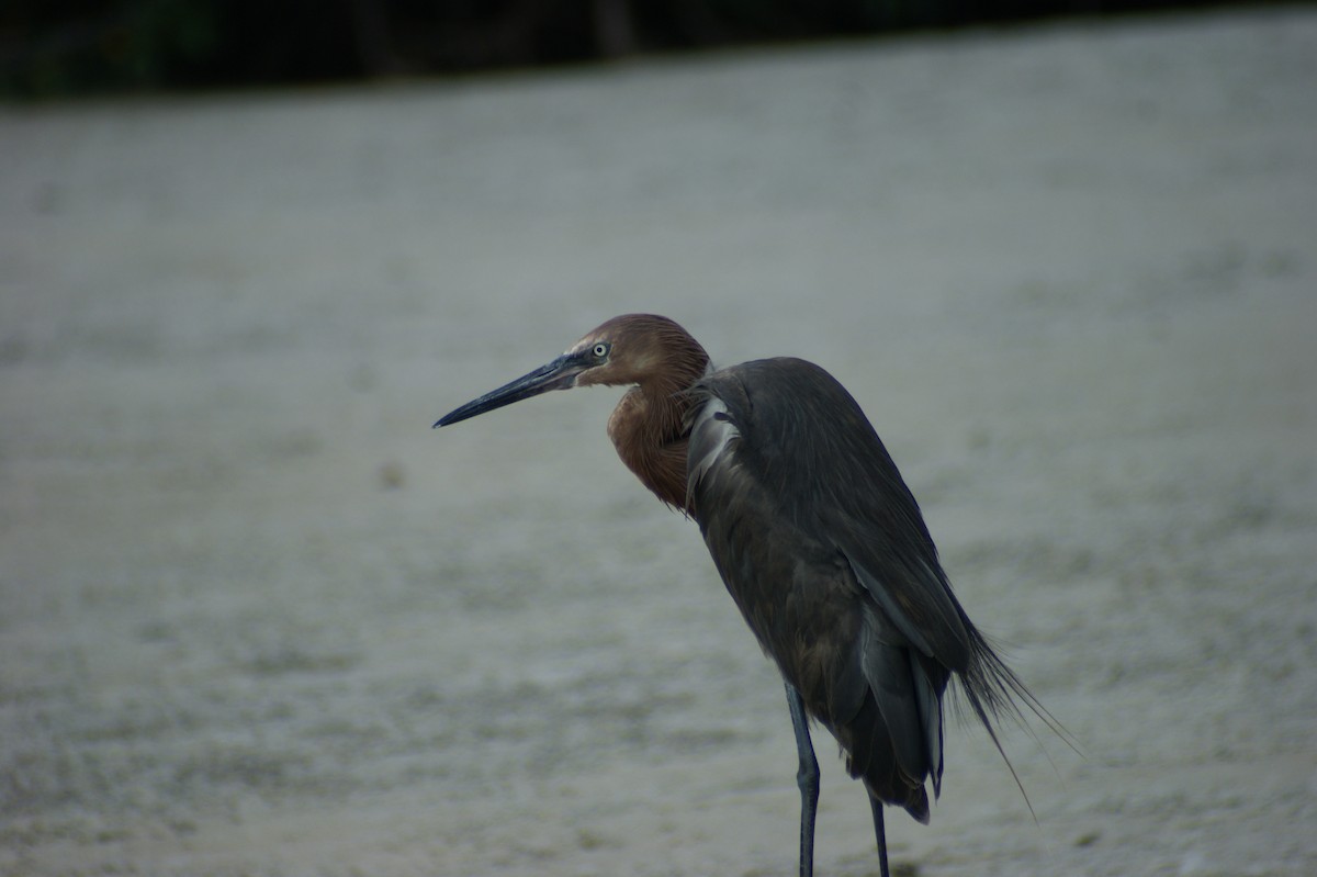 Reddish Egret - ML637853796