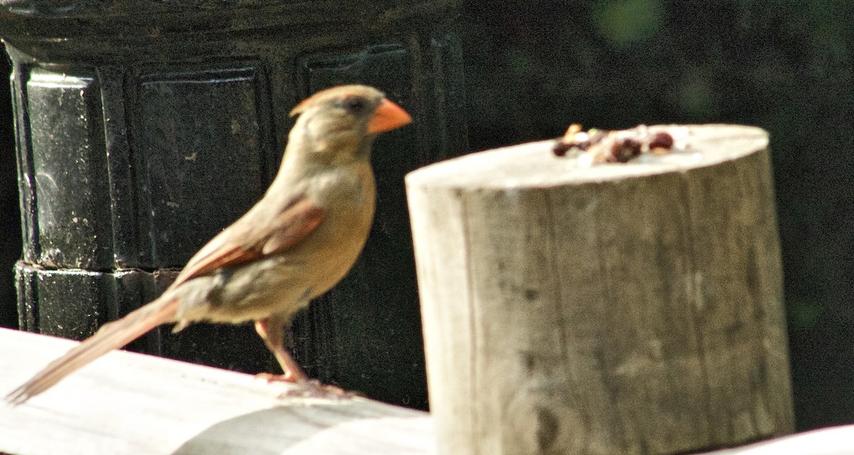 Cardinal rouge - ML637853800