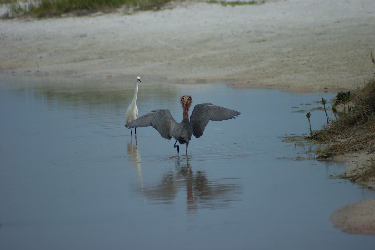 Reddish Egret - ML637853809