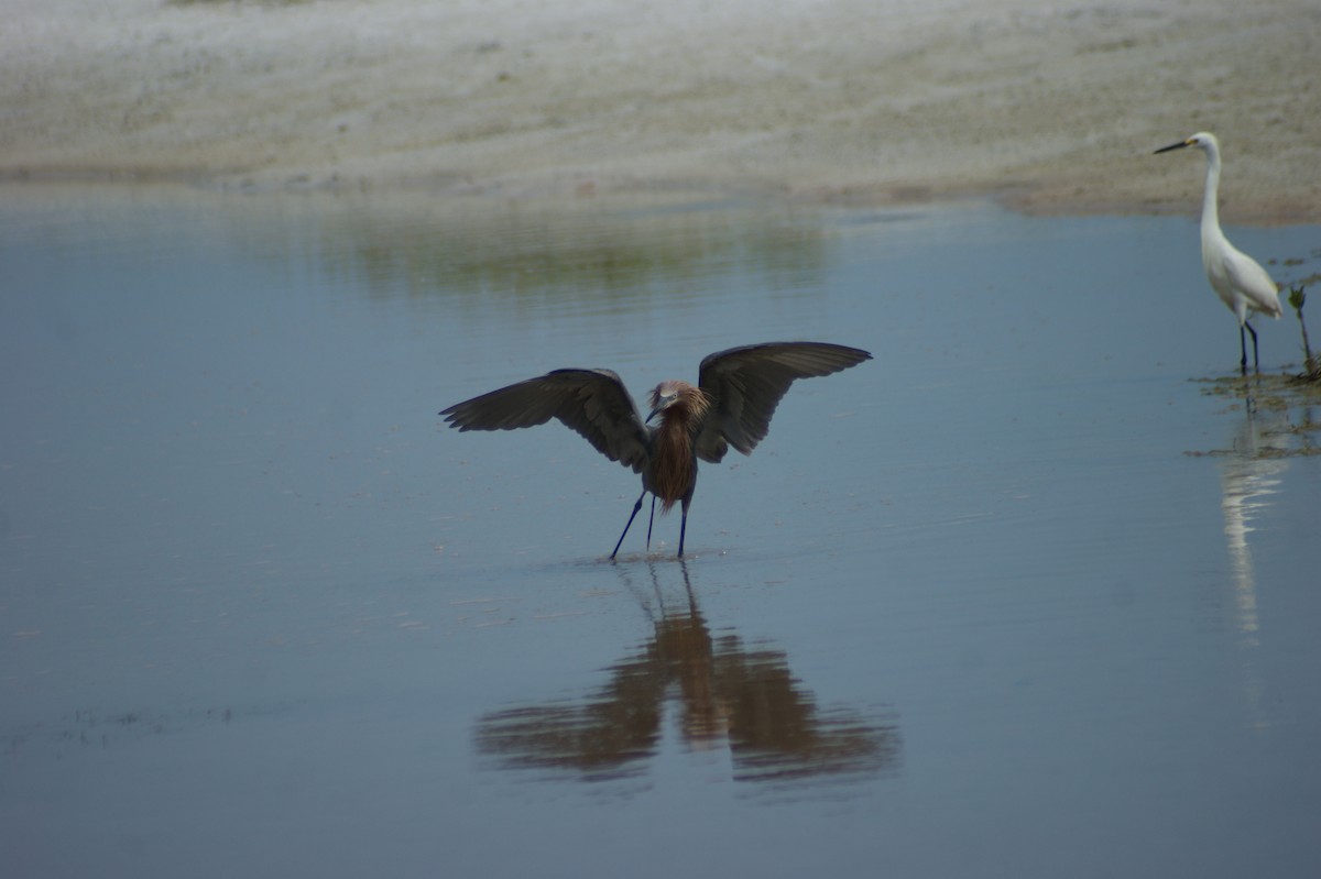 Reddish Egret - ML637853828