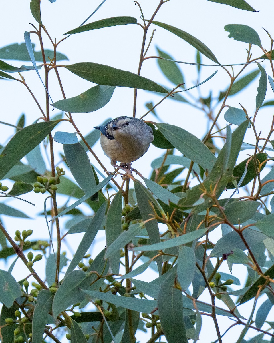 Spotted Pardalote - ML637853863