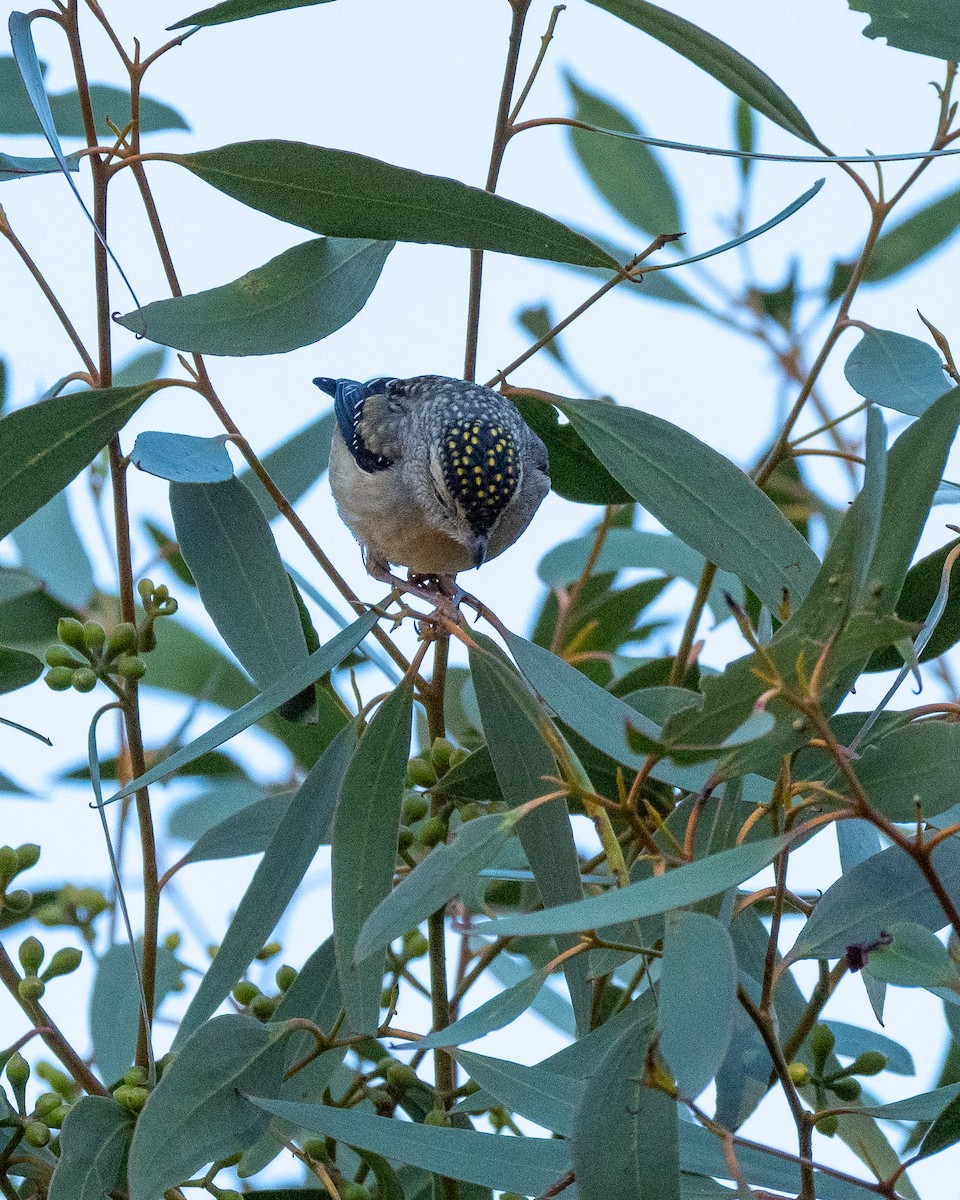 Spotted Pardalote - ML637853864