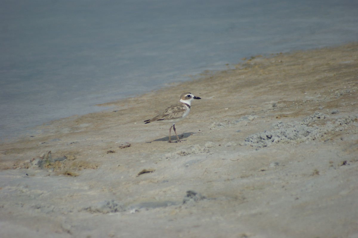 Wilson's Plover - ML637853866